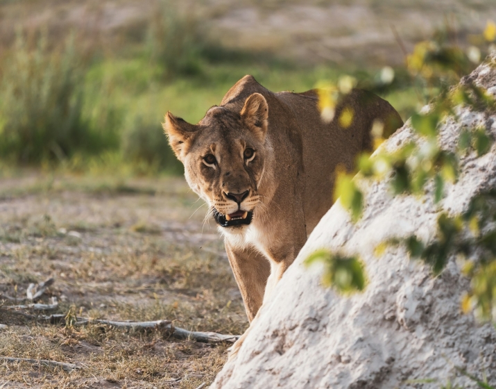 5-Day Etosha National Park Budget Safari
