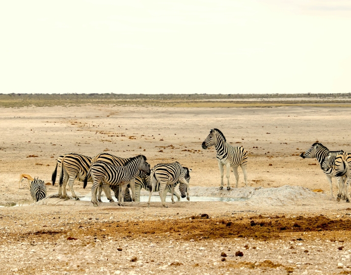 6-Day Etosha & Sossusvlei Budget Combo Safari