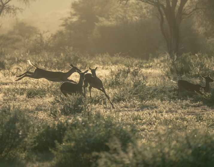 9-Day Okonjima, Etosha & Sossusvlei Budget Safari